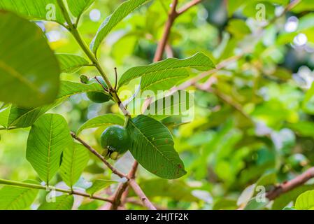 Fruit de goyave sur l'arbre, Psidium guajava Linn.Zanzibar, Tanzanie Banque D'Images