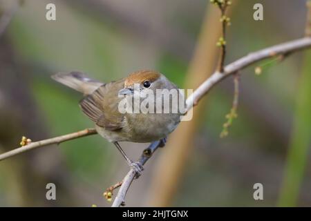 Gros plan d'un oiseau sauvage à tête noire femelle (Sylvia atricapilla) isolé à l'extérieur dans un habitat naturel, perçant sur une branche de bois. Banque D'Images