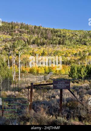 Aspen Regeneration Project, Pando Clone, également connu sous le nom de Trembling Giant, colonie clonale d'un individu mâle qui achigne Aspen. Banque D'Images