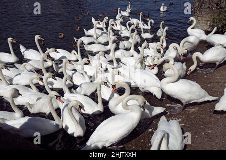 Les cygnes muets de Queen se nourrissant près de la rivière, Windsor, Berkshire, Angleterre, Royaume-Uni Banque D'Images