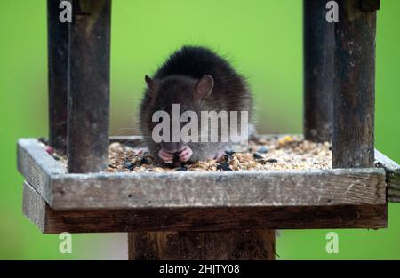 Un rat sur la table d'oiseau mangeant des graines d'oiseau, Worcestershire, Royaume-Uni Banque D'Images