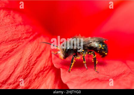 Abeille mason mâle, recouverte de pollen.Repose sur une fleur d'hibiscus rouge.Osmia lignaria Banque D'Images