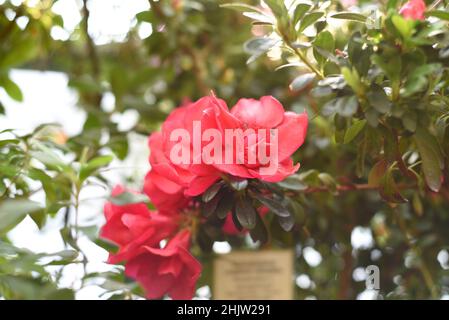 Rhododendron Bunde Schame ou Azalea indica Banque D'Images