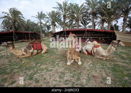 Gaza, Palestine.31st janvier 2022.Des chameaux sont vus devant la tente bédouine dans la bande de Gaza, au centre de la ville d'Al-Zahra.La vie des Bédouins et des Badia à Gaza est caractérisée par un certain nombre de coutumes et de traditions fixes qui ne changent pas, ils y adhèrent plutôt et les enseignent à leurs enfants.Crédit : SOPA Images Limited/Alamy Live News Banque D'Images