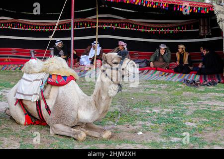 Gaza, Palestine.31st janvier 2022.Un chameau est vu devant la tente bédouine dans le centre de la bande de Gaza, dans la ville d'Al-Zahra.La vie des Bédouins et des Badia à Gaza est caractérisée par un certain nombre de coutumes et de traditions fixes qui ne changent pas, ils y adhèrent plutôt et les enseignent à leurs enfants.Crédit : SOPA Images Limited/Alamy Live News Banque D'Images