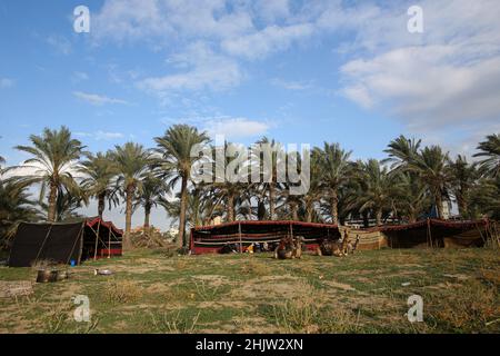 Gaza, Palestine.31st janvier 2022.Des tentes bédouines sont vues dans la bande de Gaza, au centre de la ville d'Al-Zahra.La vie des Bédouins et des Badia à Gaza est caractérisée par un certain nombre de coutumes et de traditions fixes qui ne changent pas, ils y adhèrent plutôt et les enseignent à leurs enfants.Crédit : SOPA Images Limited/Alamy Live News Banque D'Images