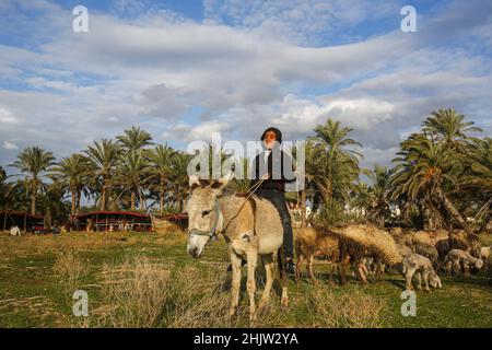 Gaza, Palestine.31st janvier 2022.Un garçon bédouin passe un âne et conduit son mouflon dans la bande de Gaza, au centre de la ville d'Al-Zahra.La vie des Bédouins et des Badia à Gaza est caractérisée par un certain nombre de coutumes et de traditions fixes qui ne changent pas, ils y adhèrent plutôt et les enseignent à leurs enfants.Crédit : SOPA Images Limited/Alamy Live News Banque D'Images