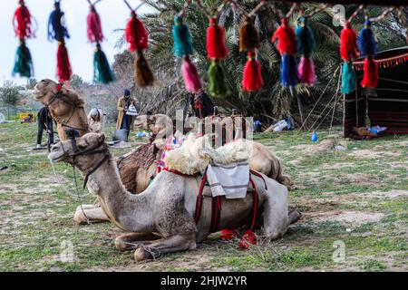 Gaza, Palestine.31st janvier 2022.Des chameaux sont vus devant la tente bédouine dans la bande de Gaza, au centre de la ville d'Al-Zahra.La vie des Bédouins et des Badia à Gaza est caractérisée par un certain nombre de coutumes et de traditions fixes qui ne changent pas, ils y adhèrent plutôt et les enseignent à leurs enfants.Crédit : SOPA Images Limited/Alamy Live News Banque D'Images