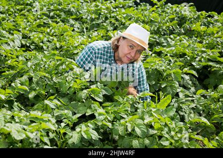 Femme horticultrice senior travaillant avec des tomates buissons dans le jardin Banque D'Images