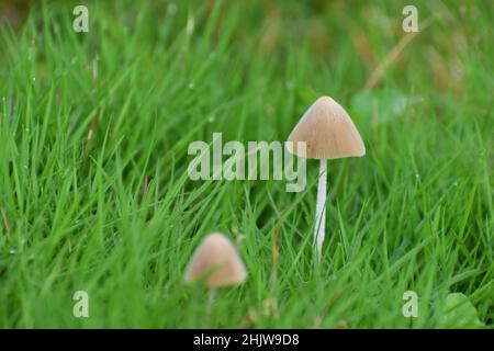 De minuscules champignons poussent parmi l'herbe verte. Banque D'Images