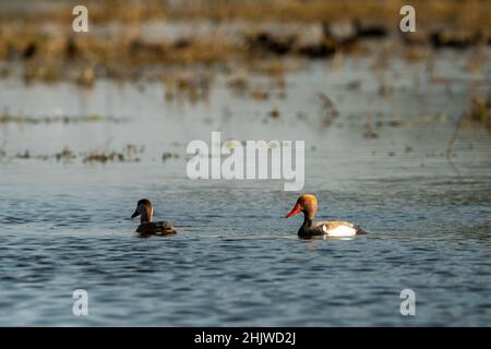 Paire de pommiers rouges à crête flottant dans l'eau bleue et le paysage naturel au parc national de keoladeo ou au sanctuaire d'oiseaux de bharatpur rajasthan Banque D'Images