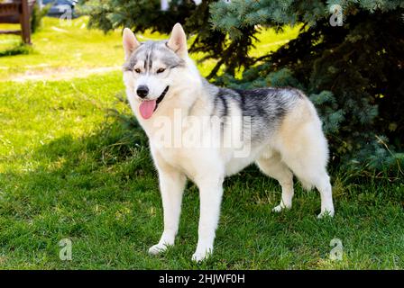 Husky se tient près de l'arbre. Le husky est sur l'herbe verte Banque D'Images