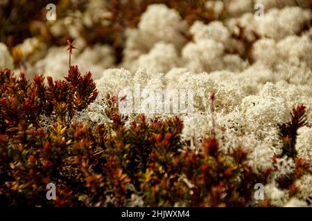 Gros plan de la mousse d'Islande (Cetaria islandica) dans le parc national de Rondane, Norvège Banque D'Images