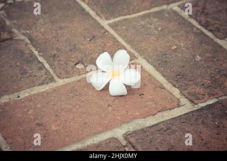 Plumeria sur fond de sol en briques rouges Banque D'Images