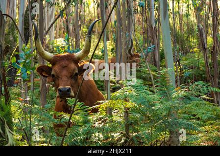 Cachena pâturage de vache entre la fougères dans une forêt d'eucalyptus, en regardant vers caméra, Parc national de Peneda-Gerês, Viana do Castelo district, Portugal Banque D'Images