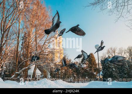 Gomel, Bélarus. Parc Winter City. Pigeons Doves les oiseaux volantes près de la cathédrale Peter et Paul, le jour d'hiver ensoleillé. Site d'intérêt local célèbre dans la neige Banque D'Images