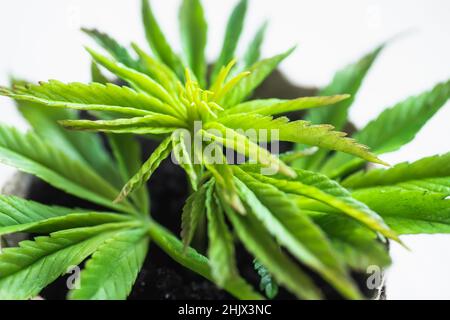 Gros plan de la jeune plante de chanvre.Culture de marijuana à la maison pour les besoins médicinaux. Plante de cannabis de bébé.Concept de ferme de plantation de marijuana. Banque D'Images