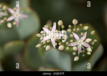 Crassula arborescens aka plante de jade d'argent Banque D'Images