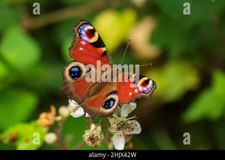 Belle vue rapprochée d'un papillon européen de paon coloré (Aglais io) assis sur une fleur de blackberry Banque D'Images