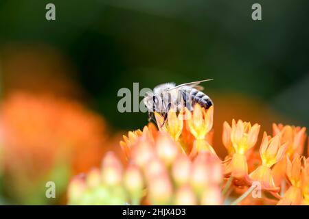 Abeille - APIS mellifera - pollinise une fleur de l'herbe à lait de papillon - Asclepias Tuberosa Banque D'Images