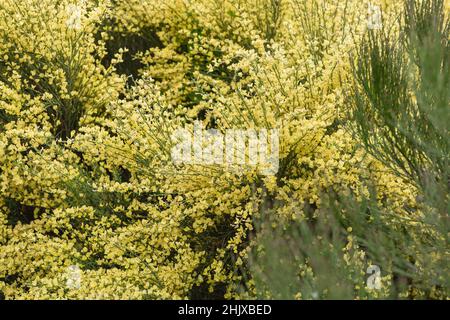 Branches fleuris de balai de scotch ou d'arbuste de cytisus praecox dans le parc.Fond de printemps avec plantes à fleurs jaunes.Gros plan, mise au point sélective Banque D'Images