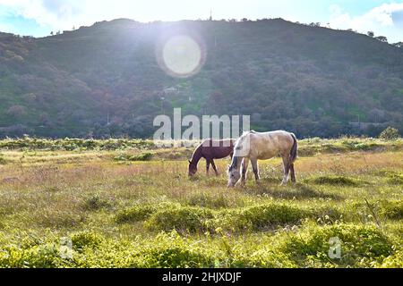 De jeunes chevaux bruns et blancs paissent de l'herbe dans un pâturage.Deux mares manger dans la prairie dans le paysage de montagne. Banque D'Images