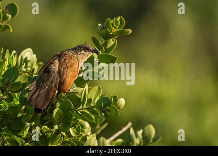 Coucal noir - Centropus grilii, cocoq commun de buissons et savanes africains, Tsavo est, Kenya. Banque D'Images