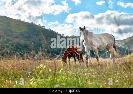 De jeunes chevaux bruns et blancs paissent de l'herbe dans un pâturage.Deux mares manger dans la prairie dans le paysage de montagne. Banque D'Images