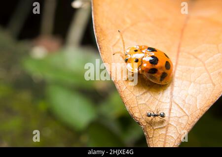 Macro de gros plan de la tortue coléoptère couleur orange insecte extérieur Banque D'Images