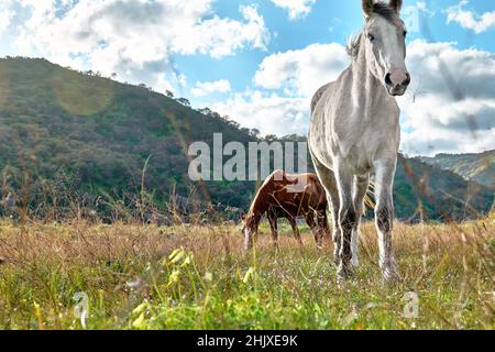 De jeunes chevaux bruns et blancs paissent de l'herbe dans un pâturage.Deux mares manger dans la prairie dans le paysage de montagne. Banque D'Images