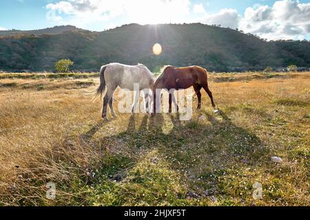 De jeunes chevaux bruns et blancs paissent de l'herbe dans un pâturage.Deux mares manger dans la prairie dans le paysage de montagne. Banque D'Images