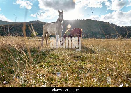 De jeunes chevaux bruns et blancs paissent de l'herbe dans un pâturage.Deux mares manger dans la prairie dans le paysage de montagne. Banque D'Images