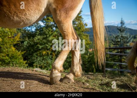 Browne Horse jambes arrière et sabots gros plan sur le terrain. Banque D'Images