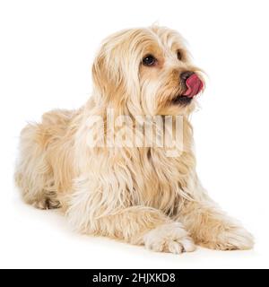 Mignon chien mixte isolé sur blanc Banque D'Images