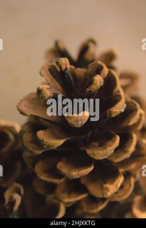 Prise de vue macro de pinecones sur un arrière-plan flou en couleurs monochromes Banque D'Images