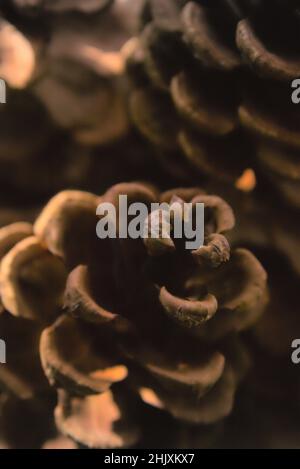 Prise de vue macro de pinecones sur un arrière-plan flou en couleurs monochromes Banque D'Images