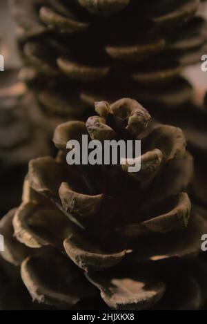 Prise de vue macro de pinecones sur un arrière-plan flou en couleurs monochromes Banque D'Images