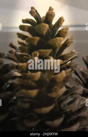 Capture macro de pinecones sur fond flou en couleurs monochromes Banque D'Images