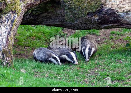 Badger sema et les petits animaux de famille se nourrissant dans une forêt de bois, photo de stock image Banque D'Images