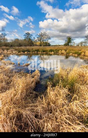 Une piscine de Pingo sur le Pingo Trail en hiver, les Brecks, Norfolk, Angleterre Banque D'Images