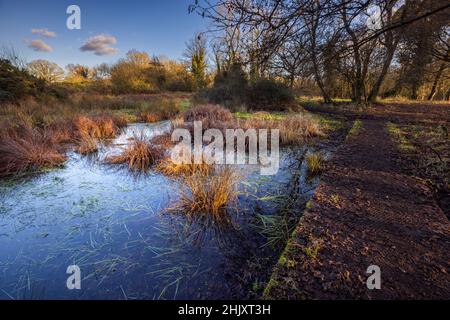 Une promenade au-dessus d'une piscine de Pingo sur le sentier de Pingo en hiver, les Brecks, Norfolk, Angleterre Banque D'Images