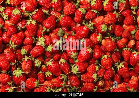 Vue de dessus des fraises fraîches mûres rouges.La nourriture.Beaucoup de baies savoureuses. Banque D'Images
