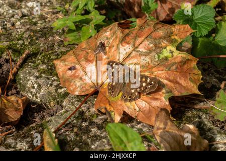 Image étonnante d'un papillon en bois tacheté (Pararge aegeria) perché sur une feuille d'automne au soleil, au Royaume-Uni Banque D'Images