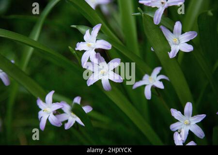 Scilla luciliae ou Chionodoxa luciliae, bulbe de la gloire de la neige fleurissant à l'extérieur dans un jardin de chalet avec de petites fleurs bleu-violet au printemps. Banque D'Images