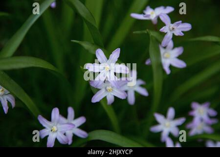 Scilla luciliae ou Chionodoxa luciliae, bulbe de la gloire de la neige fleurissant à l'extérieur dans un jardin de chalet avec de petites fleurs bleu-violet au printemps. Banque D'Images