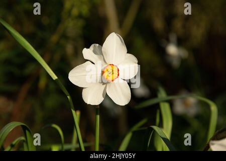 Un seul Narcissus Actaea ou Daffodil en plein soleil au printemps Banque D'Images