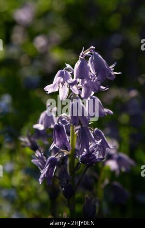 Gros plan sur des cloches naturellement rétroéclairées dans un jardin de cottage Banque D'Images