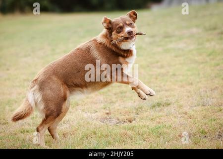 Chien Kelpie australien en Australie Banque D'Images