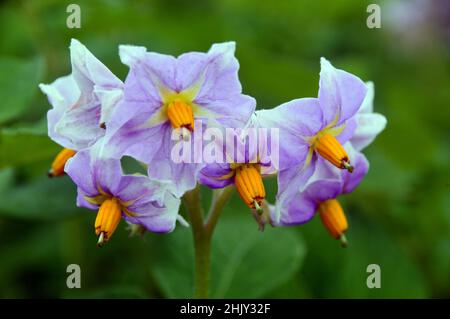 Lavande/lilique/mauve fleurs de pomme de terre 'Golden Wonder' cultivées dans le jardin des légumes de RHS Garden Harlow Carr, Harrogate, Yorkshire, Royaume-Uni. Banque D'Images