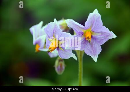 Lavande/lilique/mauve fleurs de pomme de terre 'Golden Wonder' cultivées dans le jardin des légumes de RHS Garden Harlow Carr, Harrogate, Yorkshire, Royaume-Uni. Banque D'Images